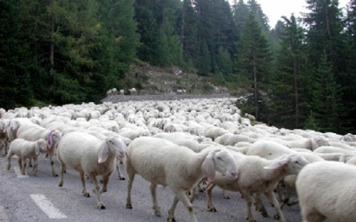 Το πρόβατο που ξεμάντρισε και ο Γκουσκούνης (part 1)